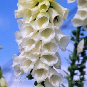 2 Digitales Blanches (Digitalis Purpurea 'Alba') - Vendu par 2 - Lot de 2 godets