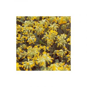 Primevère officinale (coucou)/Godet