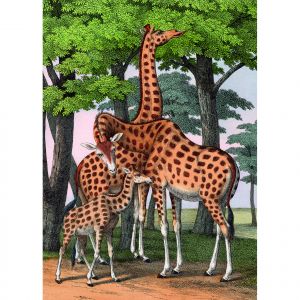 Girafes