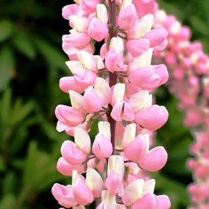 Image de Lupin Minarette/Godet