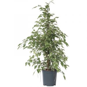Plant In A Box - Ficus Benjamina Twilight - Pot 21cm - Hauteur 100-110cm - Vert