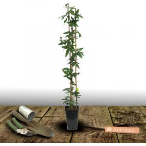 Passiflore caerulea/Pot de 3L - Echelle bambou 60/120 cm
