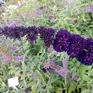 2 x Arbre aux papillons 'Black Knight' - Buddleja Davidii 'Black Knight' - 40-60 cm pot