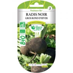 Les doigts verts Radis d'Hiver Noir Rond Bio