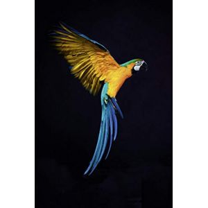 Scenolia Tableau verre acrylique VOL DE PERROQUET 40 x 60 cm | Déco murale moderne Fait en France