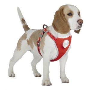 Laisse et harnais pour chien Duvoplus Flashlight