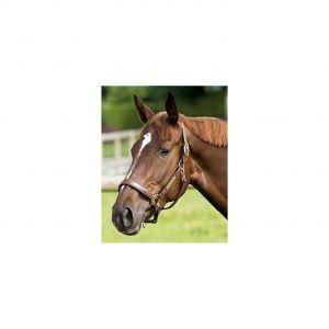 Image de Eric Thomas Licol pour cheval cuir grooming &ldquo;Pro&rdquo;