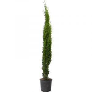 Plant In A Box - Cupressus sempervirens - Cyprès de Toscane - Pot 19cm - Hauteur 70-80cm - Vert