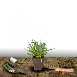 Œillet à delta Albus/Godet