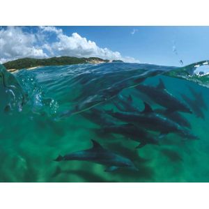 Bottlenose Dolphins