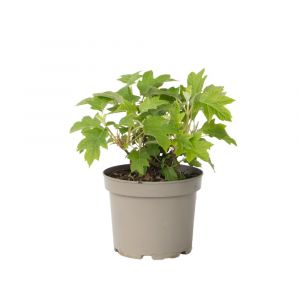 Hortensia - Hydrangea paniculata 'Toy Soldier' - Hauteur 25-40cm - ⌀19cm