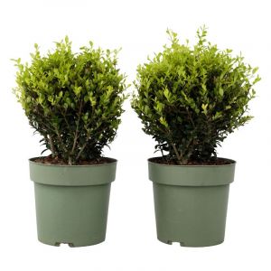 Ilex Crenata - Set de 2 - Houx japonais - Pot 17cm - Hauteur 30cm