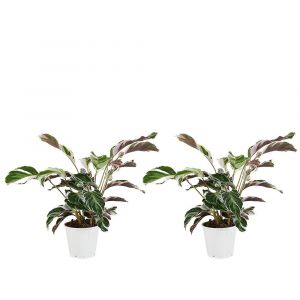 Bloomique - Lot de 2 - Calathea White Fusion - Plante d'intérieur - Facile d'entretien - Purifiante - Hauteur 40-50 cm - Pot de 14 cm