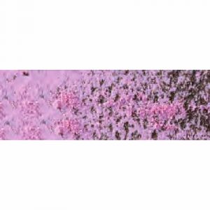 Caran d'Ache Crayon Pastel rose outremer