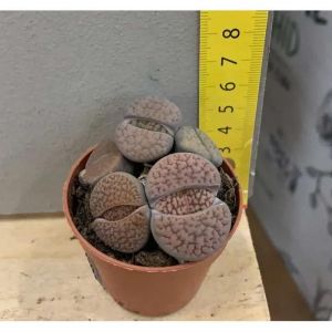1 PIANTA DI LITHOPS VARIETA' PLEIOSPILOS BOLUSII COLORE ASSORTITO VASO 5CM O SASSO VIVENTE