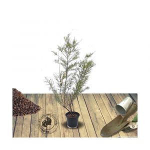 Tamaris d'été ramosissima Rubra/Pot de 4L - 40/60 cm