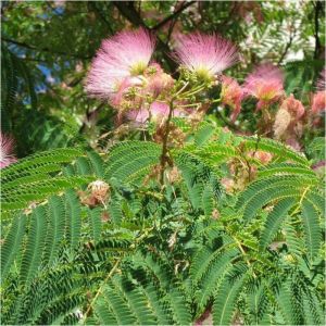 Arbre &agrave; soie Ombrella 'Boulbri', Albizia/Pot de 7,5L