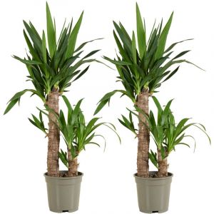 Lot de 2 - Yucca Elephantipes - Lys Palmier - Plantes d'intérieur - Purifiant l'air - Facile d'entretien - Pot 17cm - 70-80cm de Haut - Bloomique
