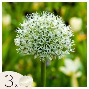 Allium Mount Everest - Bulbes x3 - Allium - Blanc