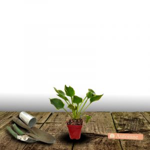 Hosta Big Daddy/Godet