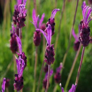 Plantes Avenue - Lavande papillon Pedunculata/Godet