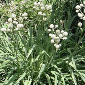 Panicaut à feuille de yucca/Godet