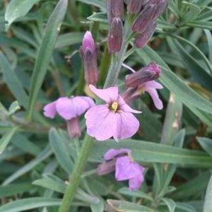 Giroflée vivace Bowles Mauve/Godet