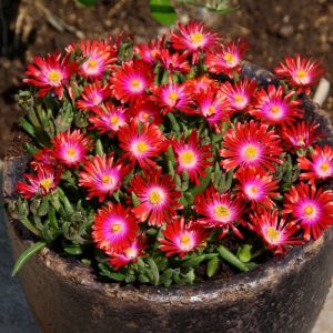 Delosperma Jewel of Desert Garnet/Godet