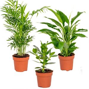 3x Mélange de Plantes de Chambre - Spathiphyllum-Clusia-Chamaedorea – D12 cm - H20-45 cm