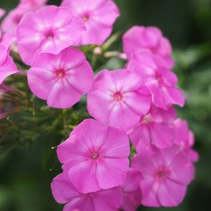 Phlox paniculé Tenor/Godet