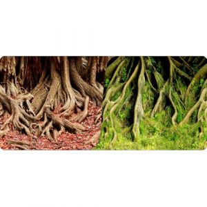 Reptiles Planet Poster 2 faces 1 rouleau de 15 mètres Hauteur 30 Amazonian Tree Roots