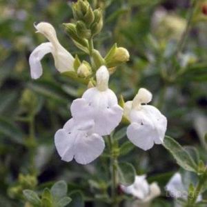 2 Sauges De Gregg Blanche (Salvia Gregii 'Alba') - Vendu par 2 - Lot de 2 godets