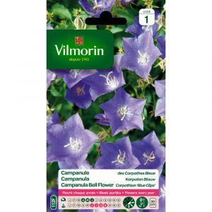 Vilmorin Campanule des Carpates bleue