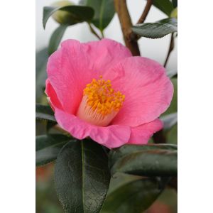 Rou&eacute; P&eacute;pini&egrave;res - Camelia 'St Ewe' - En pot de 1 litre