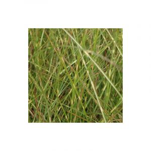 Miscanthus, Roseau de Chine Etincelle/Godet - 5/20 cm