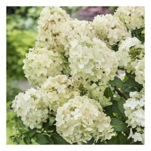 Hortensia paniculata PETITE Star 'COUSTAR02'/Pot de 4L - 20/40 cm