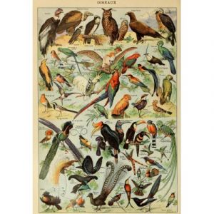 Grafika Illustration du Larousse pour Tous : Oiseaux, XIXè Siècle