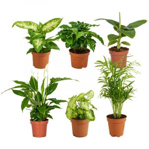 Mélange de Plantes d'Intérieur Vertes - Lot de 6 - ?12 cm - 25-45 cm