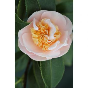 Cam&eacute;lia 'botanyuki' taille du pot - en