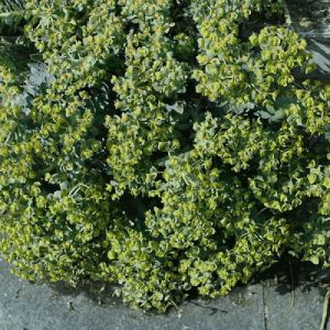 Image de Euphorbe de Corse myrsinites/Pot de 3L - 10/40 cm