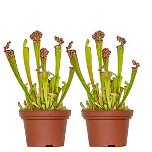 2x Sarracenia 'Juthatip Soper' – Plante carnivore – Entretien facile ?12 cm – ?10-20cm - Red