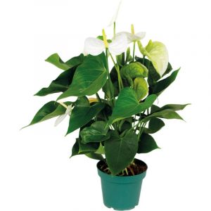 Anthurium 'Aristo' Blanc - Flamingo Plant - Entretien facile - D14 cm - H45-55 cm