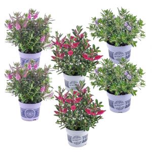 Hebe 'Siara', 'Ranaia', 'Samona' - Hebe - Mix de 6 - Pot 13cm - Hauteur 30-35cm