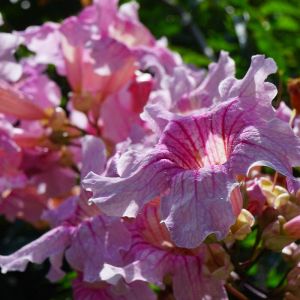 Bignone rose Comtesse Sarah/Pot de 3L - 60/120 cm