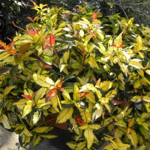 Jasmin &eacute;toil&eacute; asiaticum Summer sunset/Godet - 5/20 cm