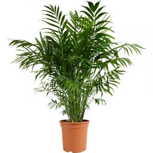 Bloomique - Chamaedorea Elegans - Palmier nain mexicain - Plantes d'intérieur - Purificateur d'air - Respectueux des animaux - Facile d'entretien
