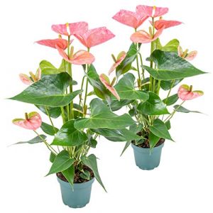 2x Anthurium 'Aristo' Rose - Plante Flamingo - Entretien facile - ?12 cm - 30-40 cm