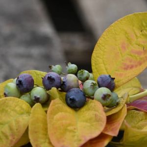 Myrtille yello!belloblue 'andval1601' - pot de 2l