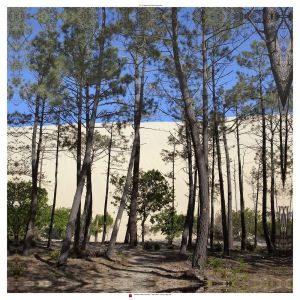 Ceanothe Toile 90X90 Pin&Dune Bassin