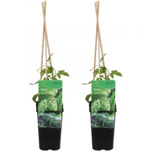 Bloomique - Lot de 2 - Humulus Lupulus - Plante de Houblon - Convient pour le brassage de la bière - Plantes grimpantes - Plantes de jardin